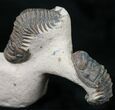 Triple Crotalocephalina Trilobite Piece - Natural Sculpture #22135-1